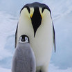 Sphenisciformes